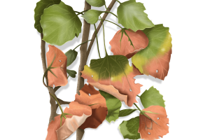 Bronze Leaf Tree Disease Identification Image