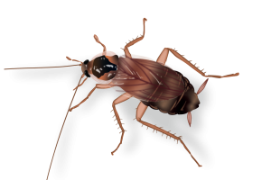 Brown Banded Cockroach Image Pest Identification