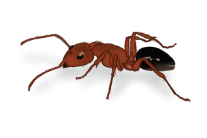 Carpenter Ants Identification Image Birch Fumigators Pest Library