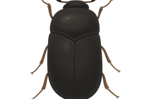 Carpet Beetles