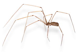 Cellar Spiders Pest Identification Image