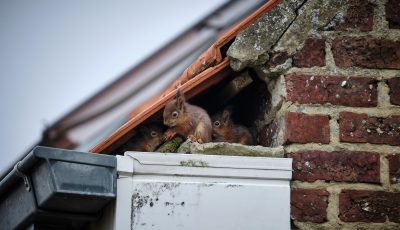 Dealing with a Squirrel in Your Roof