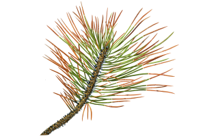 Dothistroma needle blight tree disease identification image