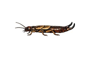 Illustration of a common earwig (Forficula auricularia) showing its elongated brown body, antennae, and distinctive pincers at the rear.
