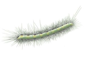 Fall Webworms Pest Identification Image