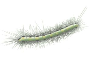 Fall Webworms Pest Identification Image