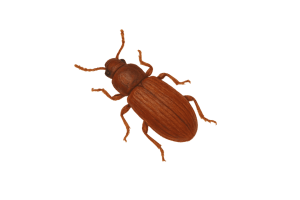 Flour beetles