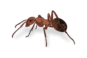 Formica Ants Identification Image Birch Fumigators Pest Library