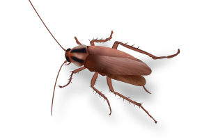 German Cockroach Image Pest Identification