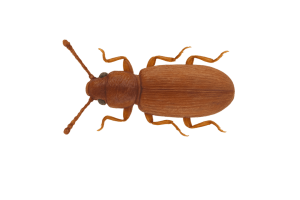 Grain beetles