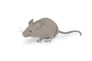House Mouse Identification Image