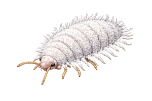 Mealybugs Birch Fumigators Pest Library