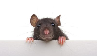 Mice Pest Control In winter edmonton