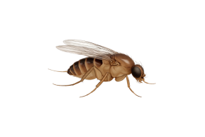 Phorid flies Pest identification image