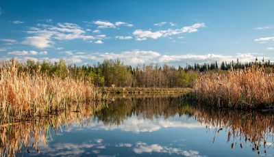 Projecting Lower Than Usual Mosquito Number This Summer in Alberta