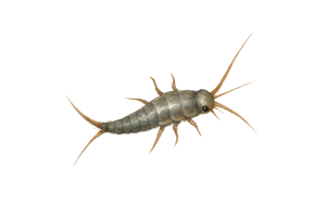 Silverfish