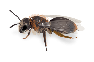 Solitary Bees Identification Image Pest Library