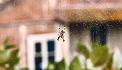 Spider Bites in Alberta What to Watch