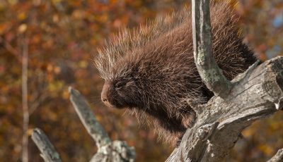 Top 5 Humane Methods for Effective Porcupine Rodent Control
