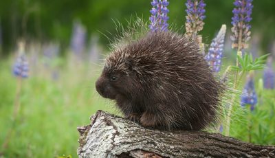 Understanding Porcupine Behaviour Why Rodent Control is Essential