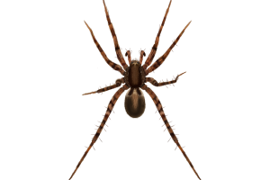 Wolf Spiders Pest Identification Image