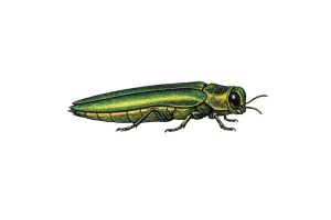 Illustration of an emerald ash borer (Agrilus planipennis), a metallic green invasive beetle that attacks and kills ash trees.